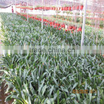 Tomato Green House photo-5