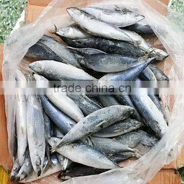 Block Frozen HACCP Mackerel Fish photo-3