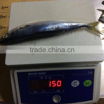 Pacific Mackerel photo-3