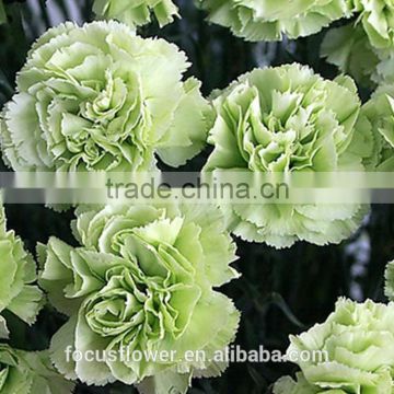 Fresh Cut Lady Green Artificial Carnation wholesale