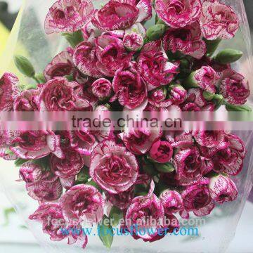 Various Carnation flower high quality fresh cut carnation flowers from Yunan Kunming