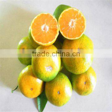 Nanfeng Honey Baby Orange photo-5