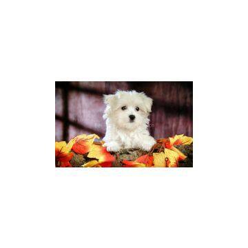 test test test