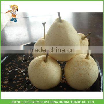 Chinese Ya Pear