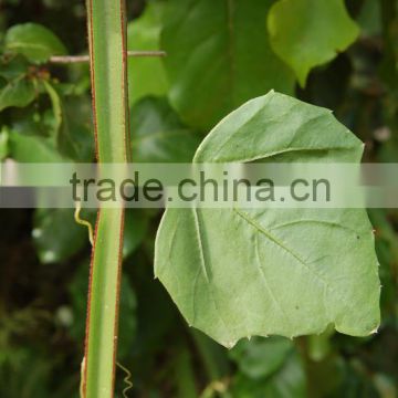 Premium Grade Cissus quadrangularis Powder Sales And Export