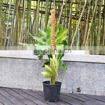 Brand New Wood Decorative Stakes Stand Garden Climber Moss Coco Coir Plant Support Sticks