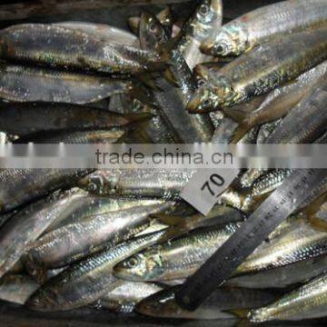 70 pcs sardine for bait from Fujian China