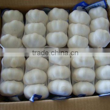 pure white Garlic 5.5cm pre-packed 3p