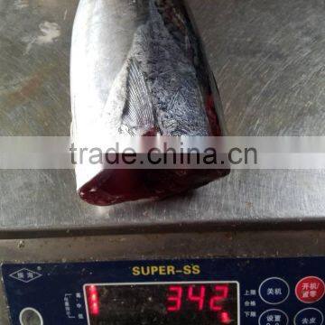 2015 frozen bonito HGT 300g+/pc for canned