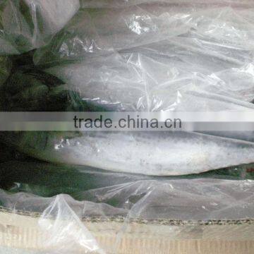 Frozen Spanish Mackerel for Sale or Scomberomorus Niphonius photo-5