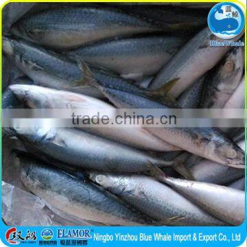 hot selling sale pacific mackerel frozen 2015