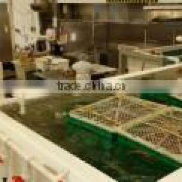 Dungeness Crab photo-5