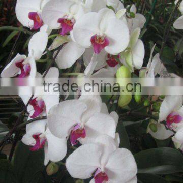 Fresh Cut Flowers Processing Type and Bud Part Fresh Orchid Cheap Wholesale Orchid photo-3