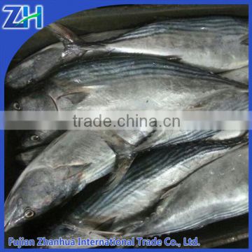 Sarda orientalis stripe tuna frozen bonito fish with prices 750g up