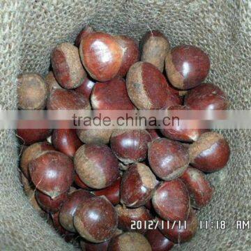 horse Chestnut in gunny bag