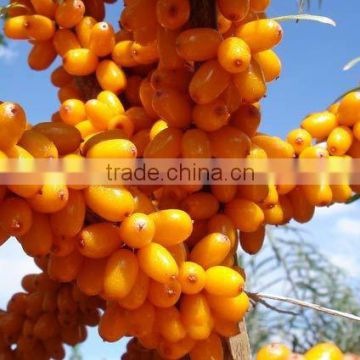 100 pure and natural Seabuckthorn essential oil