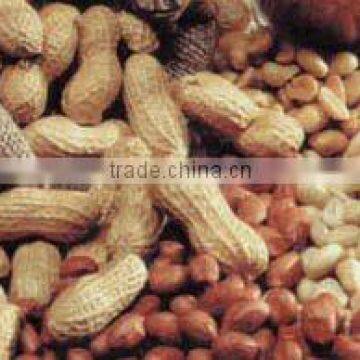 2014 Crop Chinese Washed Peanut in Shell photo-6