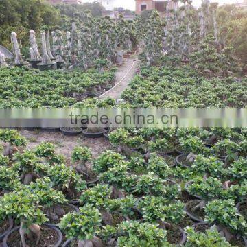 Ficus Ginseng Microcarpa Bonsai Tree Taiwan Ficus Banyan Fig Indoor Ornamental Plants Nursery photo-5