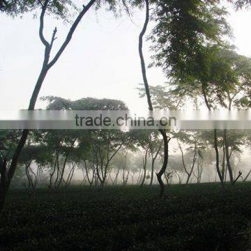 Viet Nam High Mountain Jin Xuan Oolong Tea photo-4