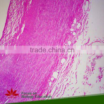 Fixed Set 100 Pieces for Higher Medical Educational Histopathology Slides photo-5