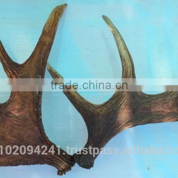 Dry Elk Antlers