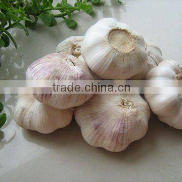 chinese normal/pure white garlic