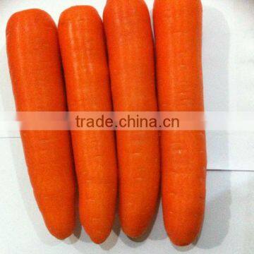 Chinese fresh carrot