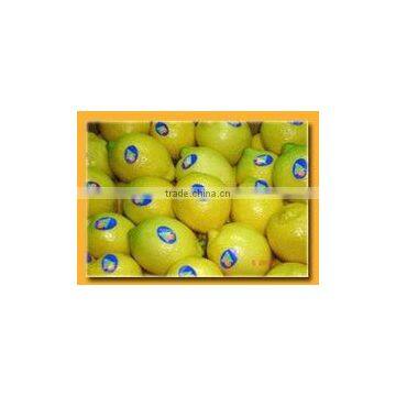 Best Quality Egypt Lemon