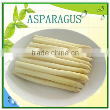 high quality canned white asparagus in jar