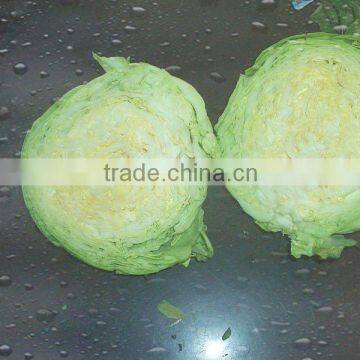 sell fresh round cabbage