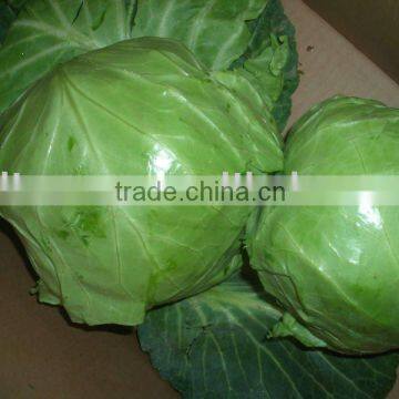 farm fresh green round cabbage