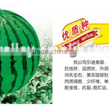 Hybrid f1 Watermelon Seed For Planting-New Jingxin F1