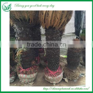 100cm Outdoor Cycas