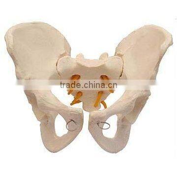 Model of Adult Female/Male Pelvis