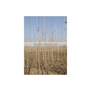 high strength flexible re-usable plastic nursery stake