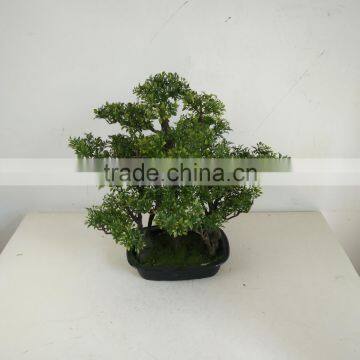 Small Bonsai Tree Wholesale photo-2