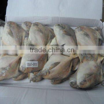 chinese pomfret fish