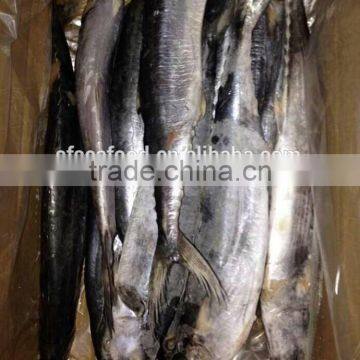 Seafood WR Frozen Spanish Mackerel Fish photo-2