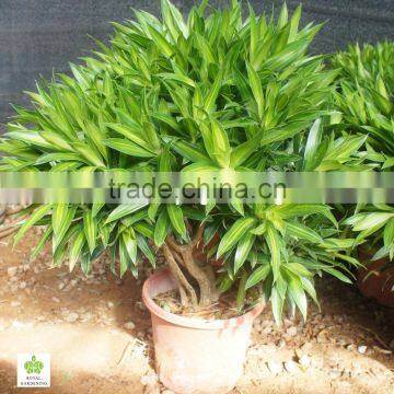 Dracaena reflexa Ornamental Plants