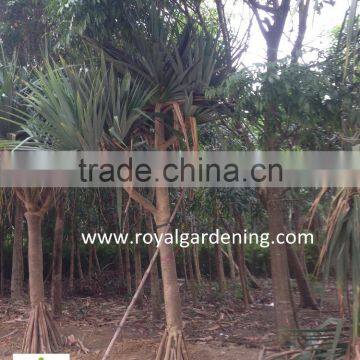 Pandanus Utilis High 4-5m Landscaping Tree photo-5