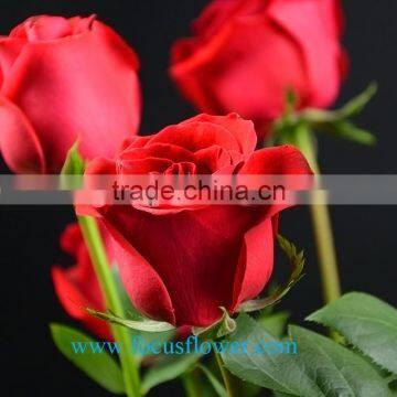 Export fresh cut rose flowers Carola roses High Quality Fresh Roses From China