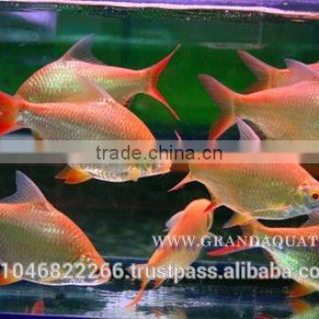 Albino Red Tail Tinfoil Barb Fish / Thailand Tropical Fish Exporter photo-6