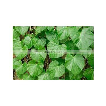 Tionospora Cordifolia photo-2