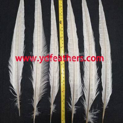 Bleached Ringneck Pheasant Tail Feather from China