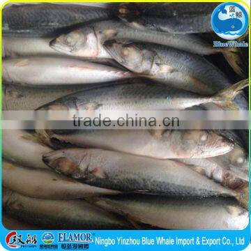 Marketing Grade 200-300g Frozen Egypt Pacific Mackerel photo-3