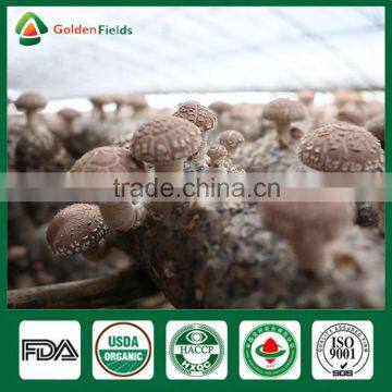 Magic Mushrooms,Shiitake Mushroom Spawn,Polish Wild Dried Mushrooms photo-5