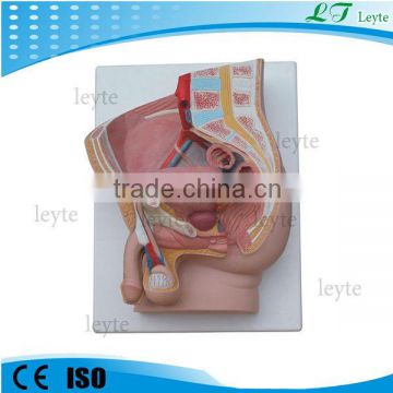 XC-331B 2 parts Human Male Pelvis model for education