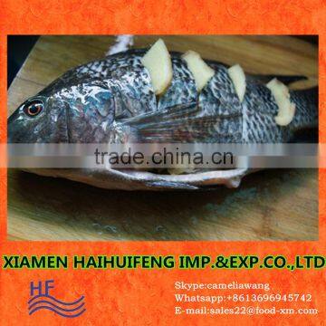 G/S fishing tilapia nets sale for eating