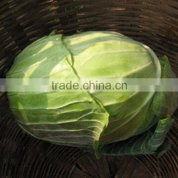 Round Cabbage/Flat Cabbage