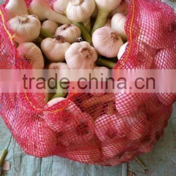 RED AND WHITE GARLIC NEW SEASON photo-5